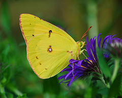 butterfly 3 fowt