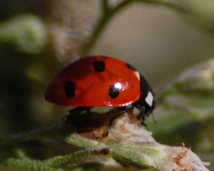 7-spotted Ladybug