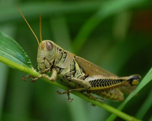 grasshopper fowt brochure